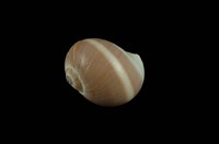 藏品(腰帶玉螺)的圖片